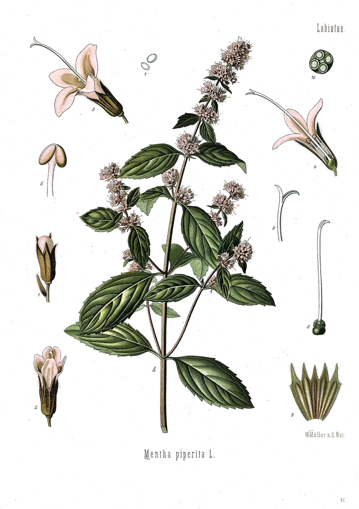 Antique botanical plate of peppermint