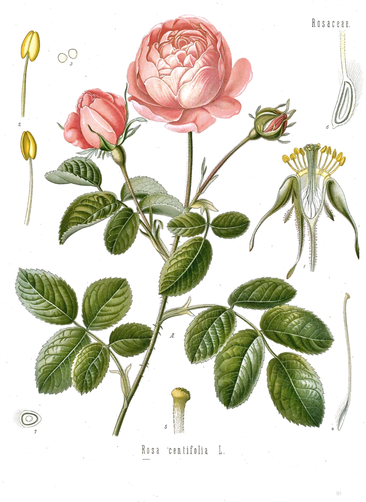 Antique botanical plate of a rose