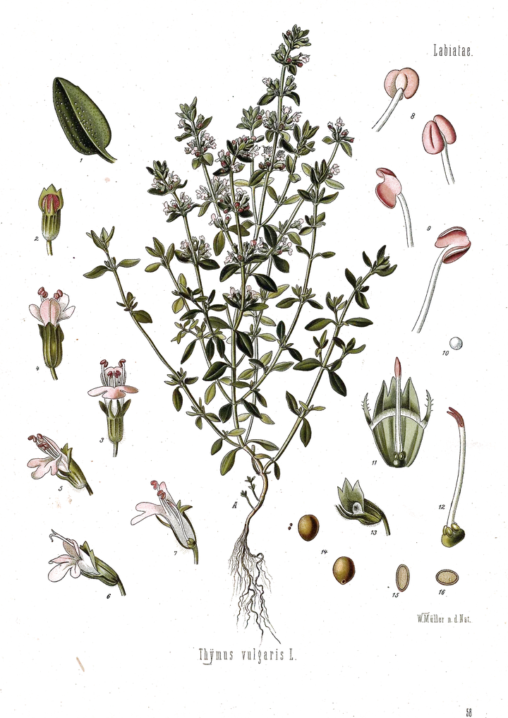 Antique botanical plate of thyme